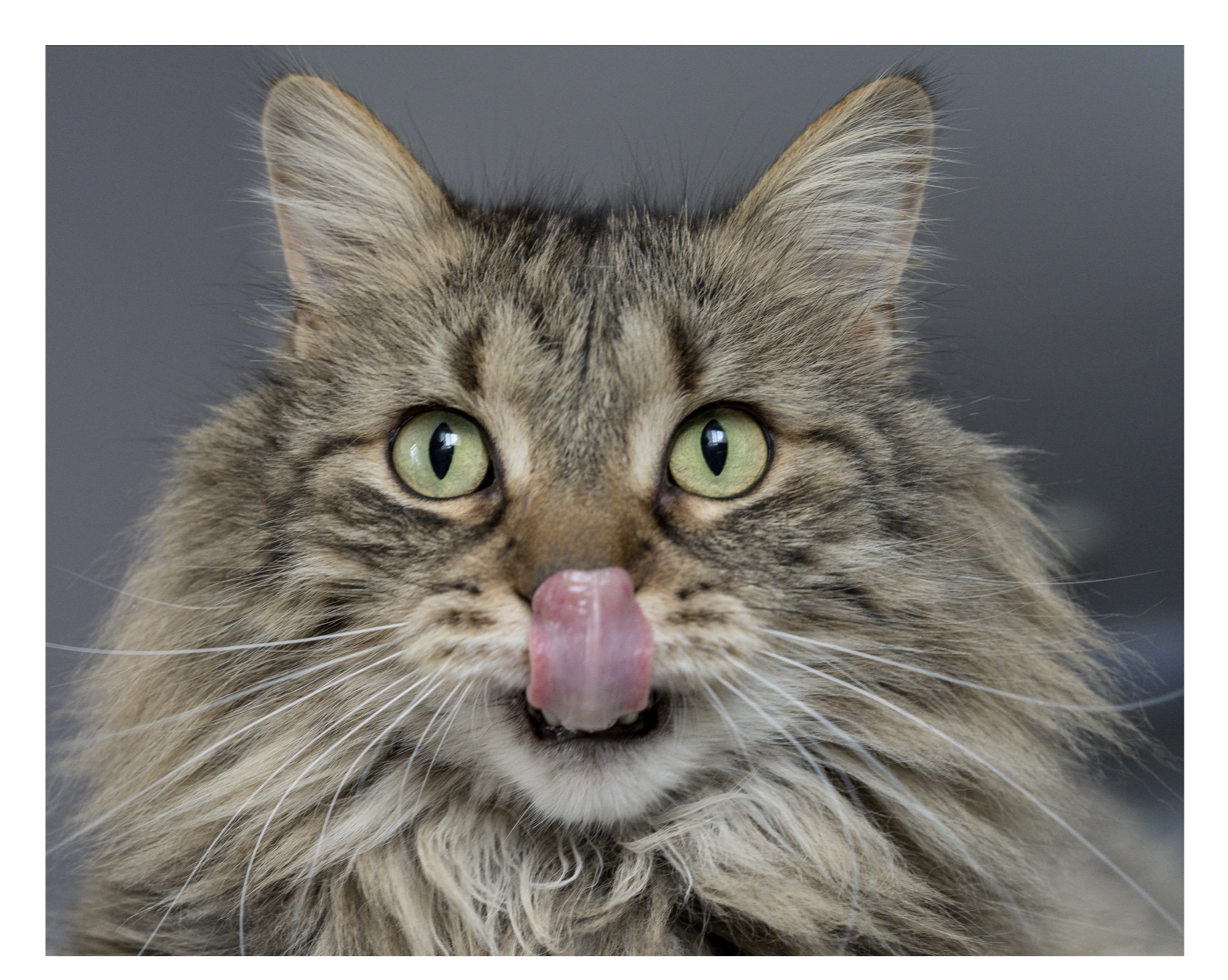 人気のある猫の種類top3 1 Fun Fun