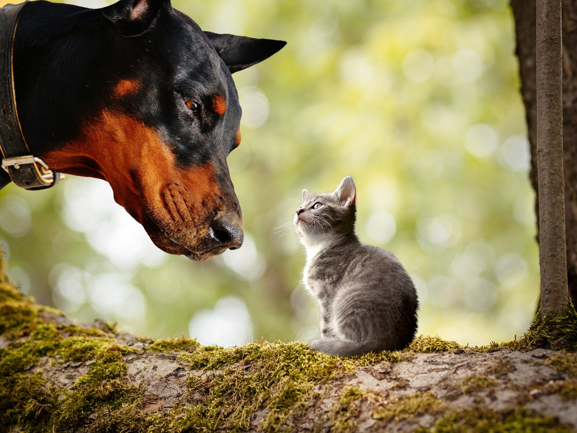 飼う前に知っておきたい犬の十戒と猫の十戒を比べてみました Fun Fun