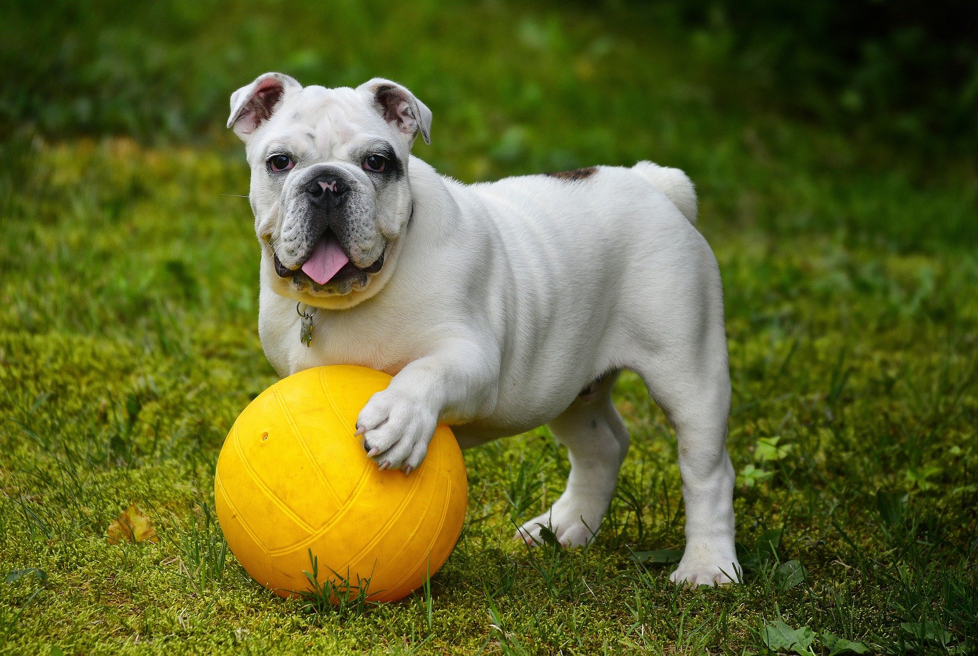 飼う前に知っておきたい犬の十戒と猫の十戒を比べてみました Fun Fun